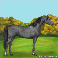 Horse Color:Black Ice 