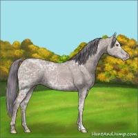 Horse Color:Watercolor Classic Champagne Ice Appaloosa Rabicano 