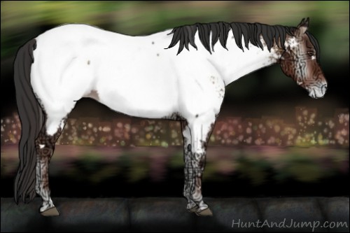 Horse Color:White Spotted Liver Red Onyx Ice Appaloosa 