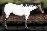 Horse Color:White Spotted Liver Red Onyx Ice Appaloosa 