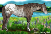 Horse Color:Blue Onyx Ice Pearl Appaloosa Rabicano 