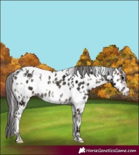 Horse Color:White Spotted Blue Onyx Ice Appaloosa 
