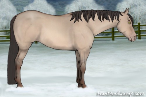 Horse Color:Sable Champagne Dun 