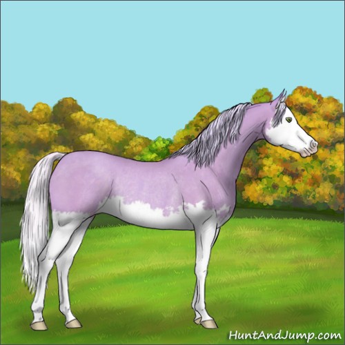 Horse Color:Watercolor Silver Classic Champagne Splash Rabicano 