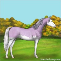 Horse Color:Watercolor Silver Classic Champagne Splash Rabicano 
