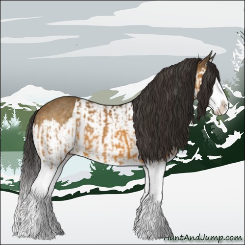 Horse Color:Buckskin Splash and Buckskin Splash