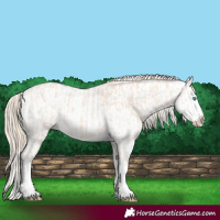 Horse Color:Perlino Splash  and Perlino Splash 