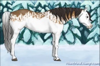 Horse Color:Buckskin Splash and Buckskin Splash