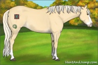 Horse Color:Palomino Dun Splash