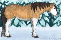 Horse Color:Buckskin Splash and Buckskin Dun Splash