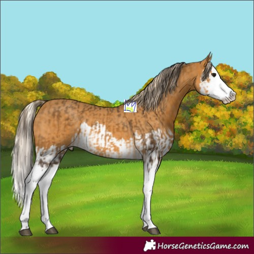 Horse Color:Buckskin Splash  and Palomino Splash 