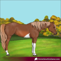 Horse Color:Unknown 