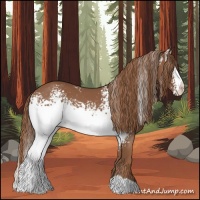 Horse Color:White Spotted Chestnut 
