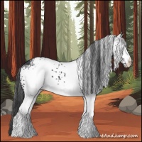 Horse Color:White Spotted Black 