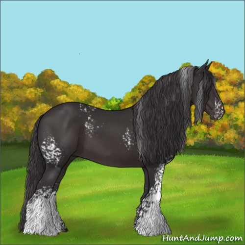 Horse Color:White Spotted Smoky Black