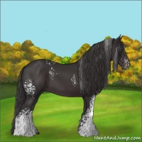 Horse Color:White Spotted Smoky Black 