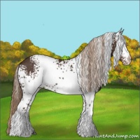 Horse Color:White Spotted Liver Chestnut 