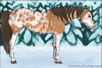 Horse Color:Buckskin Splash  and Buckskin Splash Appaloosa 