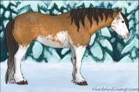 Horse Color:Buckskin Splash  and Buckskin Splash 