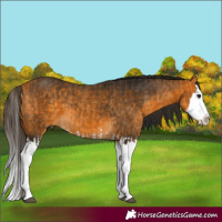 Horse Color:Buckskin Splash and Gray Buckskin Splash