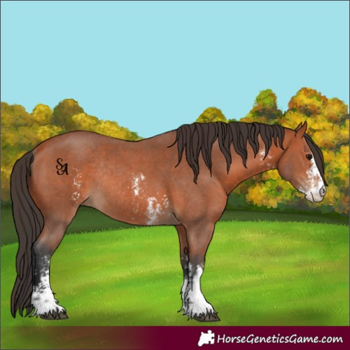 Horse Color:Bay Sabino Rabicano