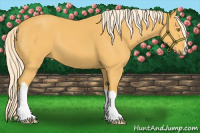 Horse Color:Palomino 