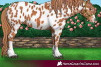 Horse Color:Chestnut Appaloosa