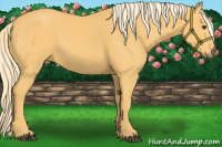 Horse Color:Palomino 