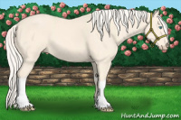 Horse Color:Cremello 