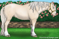 Horse Color:Gold Cream Champagne Pearl 