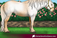 Horse Color:Gray Palomino