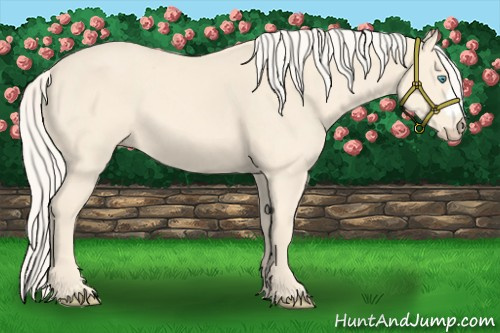 Horse Color:Cremello 