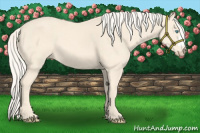 Horse Color:Cremello 