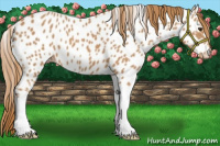 Horse Color:Chestnut Appaloosa 