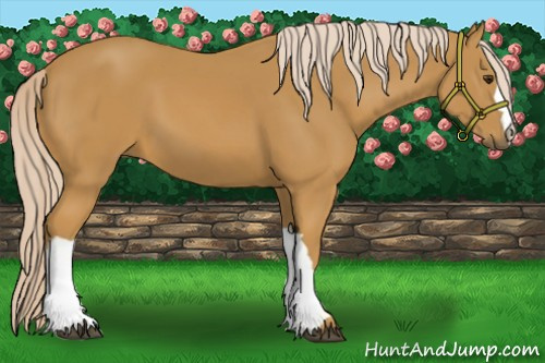 Horse Color:Palomino 