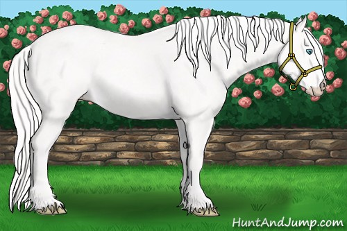 Horse Color:Cremello 