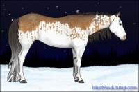 Horse Color:Buckskin Splash  and Buckskin Splash Rabicano 