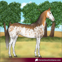 Horse Color:Buckskin Splash and Buckskin Splash