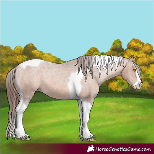 Horse Color:Amber Champagne Splash Tobiano Appaloosa