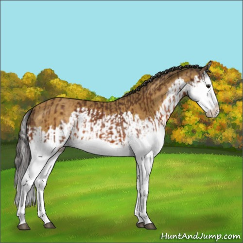 Horse Color:Buckskin Splash  and Buckskin Splash 