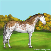 Horse Color:Buckskin Splash  and Buckskin Splash 