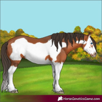 Horse Color:Bay Splash Frame 