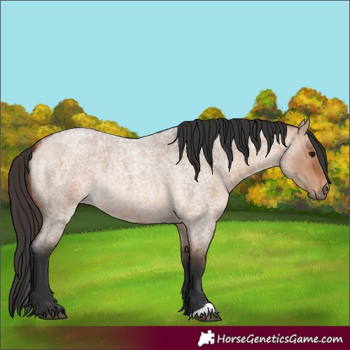 Horse Color:Bay Roan Dun 