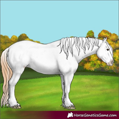 Horse Color:Chestnut Appaloosa 