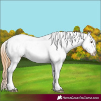 Horse Color:Chestnut Appaloosa 