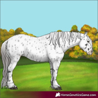 Horse Color:Blue Roan Appaloosa 