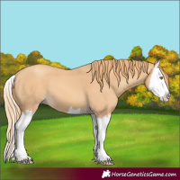 Horse Color:Gold Champagne Splash