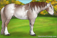 Horse Color:Gray White Spotted Chestnut Tobiano 