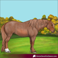 Horse Color:Red Roan 