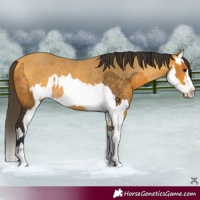 Horse Color:Buckskin  and Buckskin Splash 